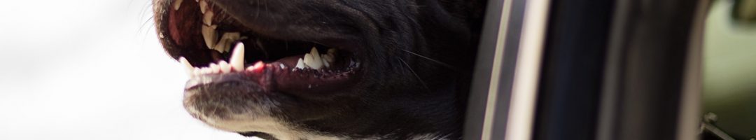 Prendre soin de la santé bucco-dentaire de son chien en 4 gestes essentiels !